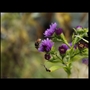 thumbnail Mouche rhinocéros. Rhingia Campestris 09-2013